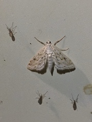 Parapoynx allionealis