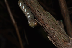 Eumorpha pandorus