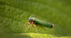 Versigonalia vermiculata