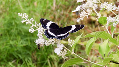 Limenitis arthemis arthemis