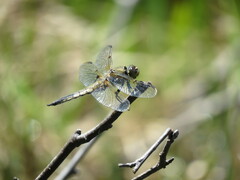 Libellula quadrimaculata