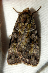 Anaplectoides