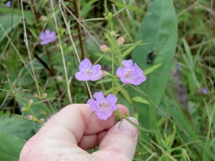 Agalinis purpurea