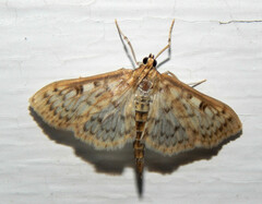 Herpetogramma