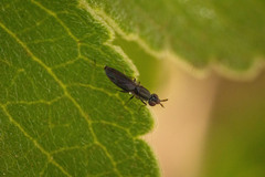 Chloropidae