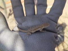 Urosaurus nigricauda