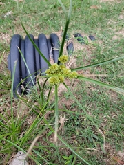 Cyperus entrerianus
