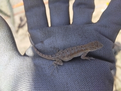 Urosaurus nigricauda
