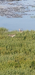 Charadriiformes