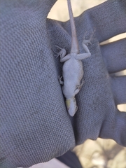 Urosaurus nigricauda