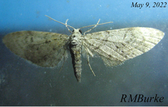 Eupithecia pusillata