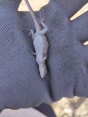 Urosaurus nigricauda