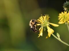 Bombus impatiens