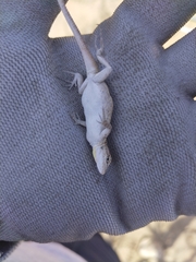 Urosaurus nigricauda