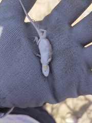Urosaurus nigricauda