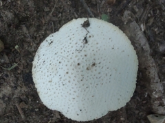 Amanita abrupta