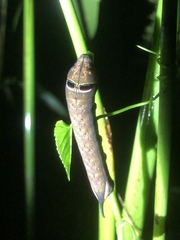 Sphingidae