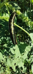 Spodoptera ornithogalli