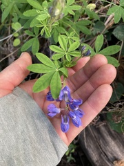 Lupinus latifolius