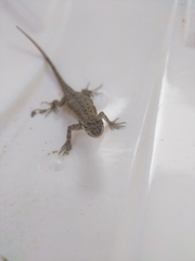 Urosaurus nigricauda
