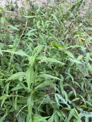 Persicaria hydropiperoides