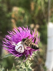 Misumenoides formosipes