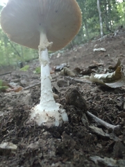 Amanita abrupta