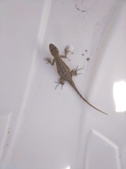 Urosaurus nigricauda