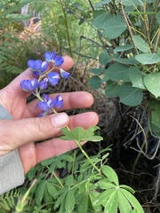 Lupinus latifolius