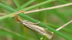Agriphila vulgivagellus