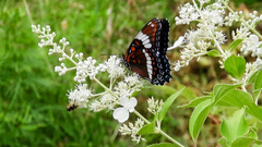Limenitis arthemis arthemis