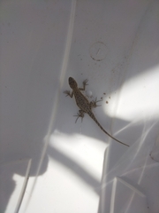 Urosaurus nigricauda