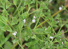 Elephantopus carolinianus