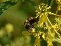 Bombus citrinus