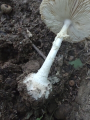 Amanita abrupta