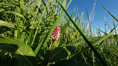 Persicaria amphibia
