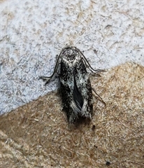 Elachista illectella