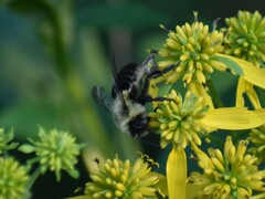 Bombus impatiens