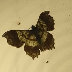 Semiothisa concisaria