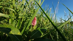 Persicaria amphibia
