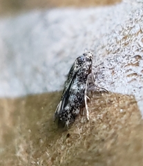Elachista illectella