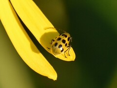 Diabrotica undecimpunctata