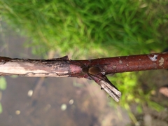 Dolomedes