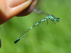 Coenagrion resolutum