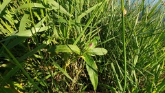 Persicaria amphibia