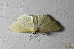 Crambidae