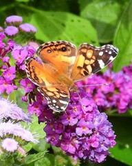 Vanessa virginiensis