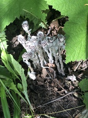 Monotropa uniflora