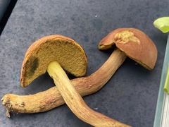 Hortiboletus campestris