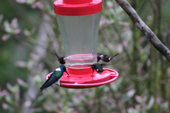 Philodice mitchellii